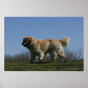 Poster Golden retriever que funciona 3