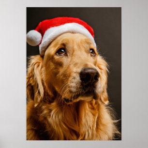 Pôster Golden retriever que levanta para seu Natal