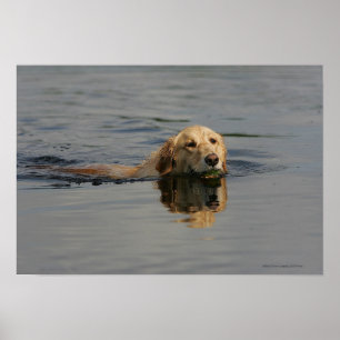 Poster Golden retriever que nada