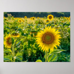 Poster Golden Sunflower Field