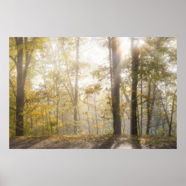 Poster Golden sunlight through autumn trees