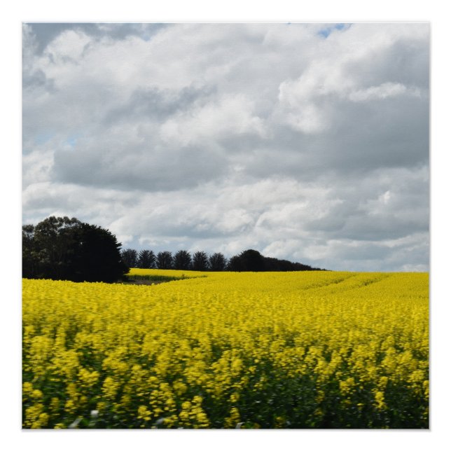 Pôster Golden Waves of Streatham (Frente)