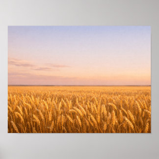 Poster Golden Wheat Field at Pastel Sunset Landscape