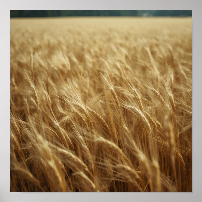 Poster Golden Wheat Fields (Frente)