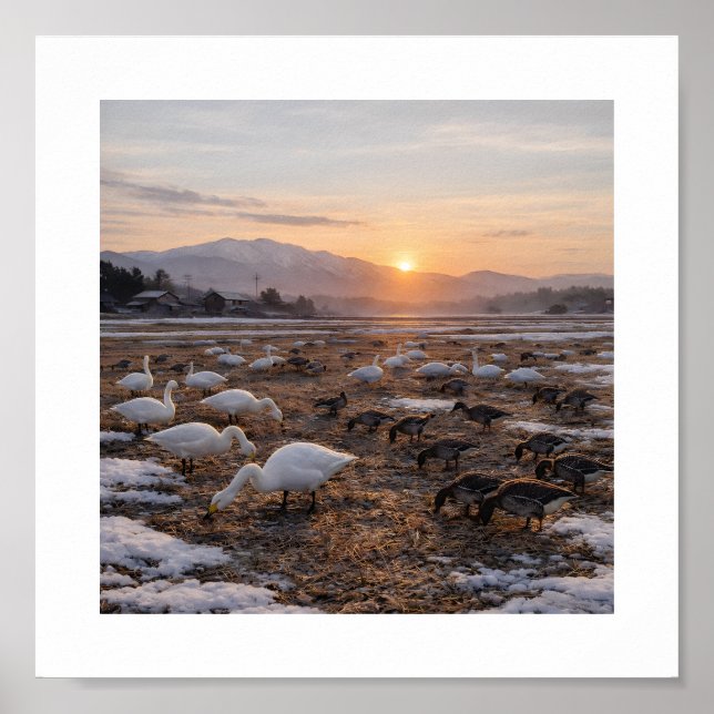 Poster Golden Winter Field with Swans and Geese –  (Frente)
