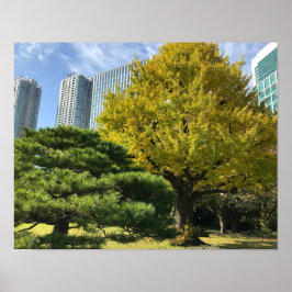 Poster Golden Yellow Ginkgo and Pine Tree