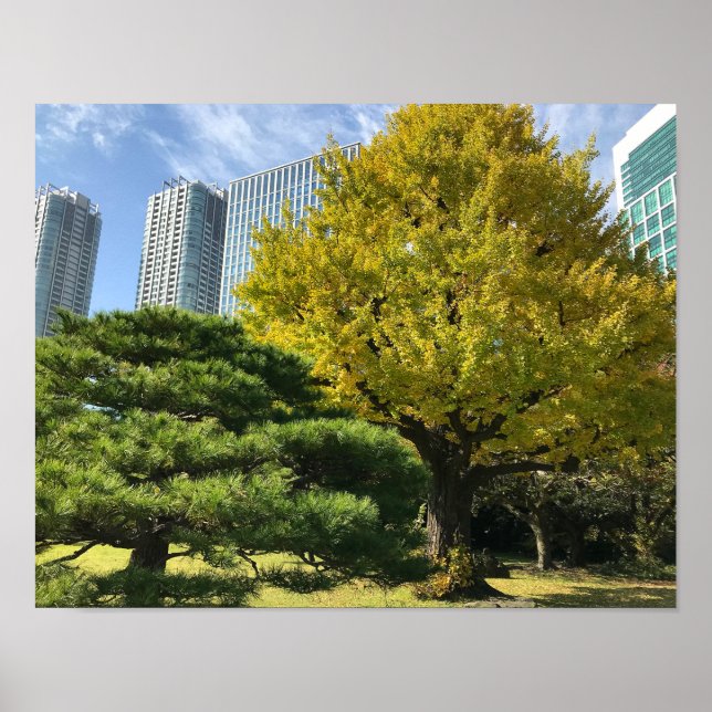 Poster Golden Yellow Ginkgo and Pine Tree (Frente)