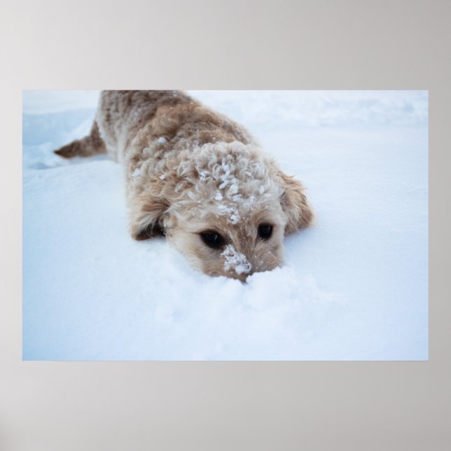 Poster Goldendoodle Com Nariz Na Neve (Frente)