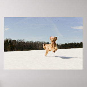 Poster Goldendoodle correndo pelo campo
