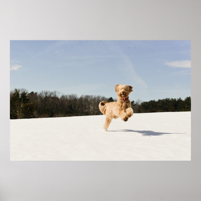 Poster Goldendoodle Correndo Pelo Campo (Frente)