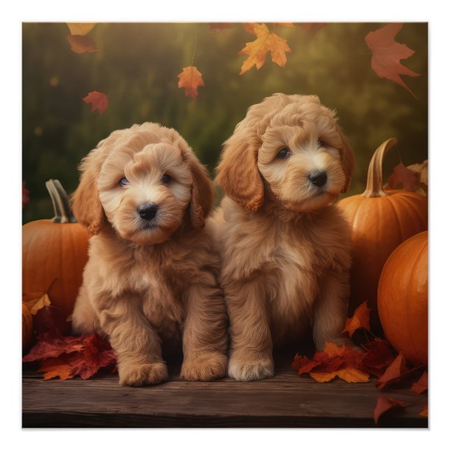 Pôster Goldendoodle Puppy Autumn Delight Pumpkin (Frente)