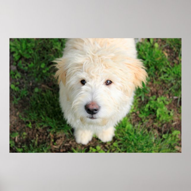Poster Goldendoodle Puppy Olhando Para A Câmera (Frente)