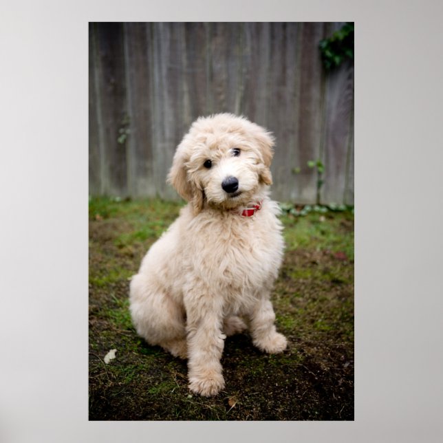 Poster Goldendoodle Puppy Senta-Se Em Grama (Frente)