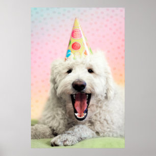 Poster Goldendoododle com chapéu de festa