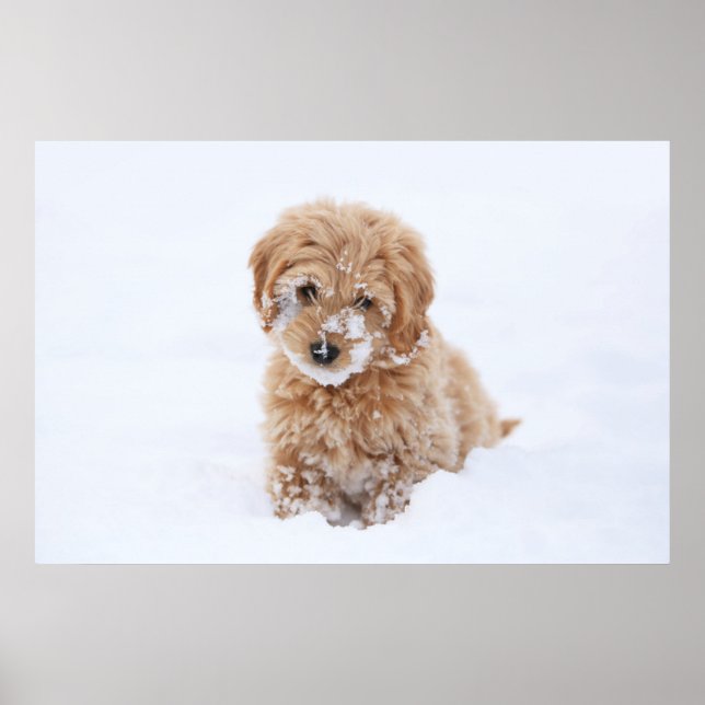 Poster Goldendoododle Puppy Com Neve Virada (Frente)