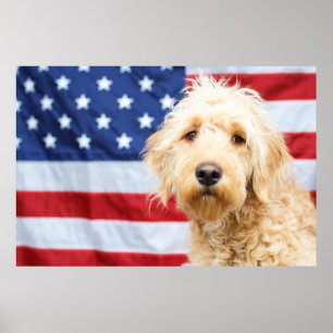 Poster Goldendoodododle com bandeira americana