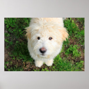 Poster Goldendoodododle Puppy Olhando Para A Câmera
