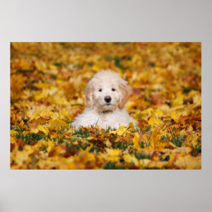 Poster Goldendoodododododle Puppy Em Folhas De Queda