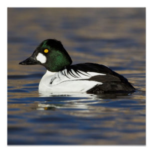 Pôster Goldeneye masculino