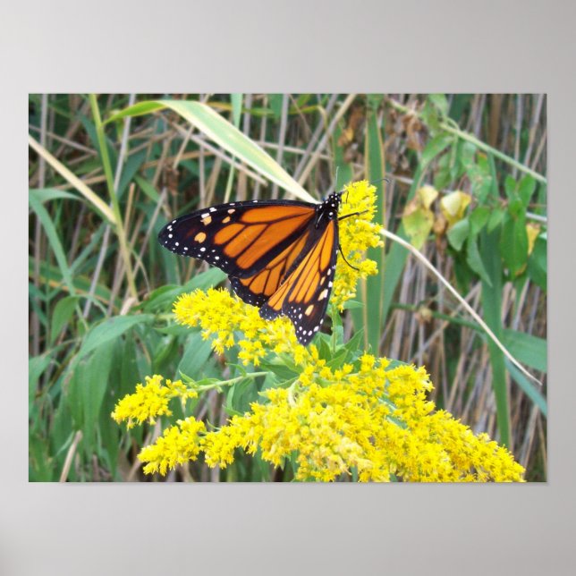 Poster Goldenrod com borboleta (Frente)