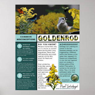 Poster Goldenrod Equívocos e Fatos Tema Azul