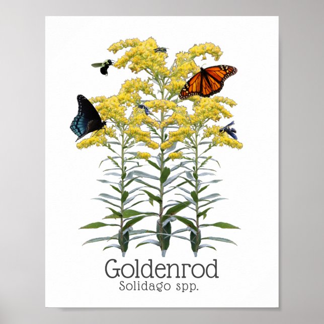 Poster Goldenrod Solidago Wildflower e polinizadores (Frente)