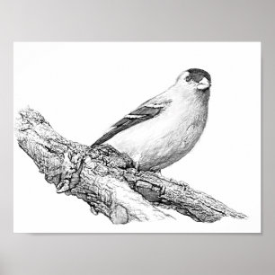 Pôster Goldfinch