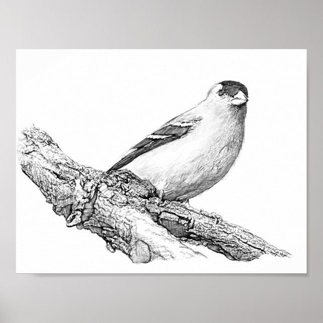 Pôster Goldfinch (Frente)