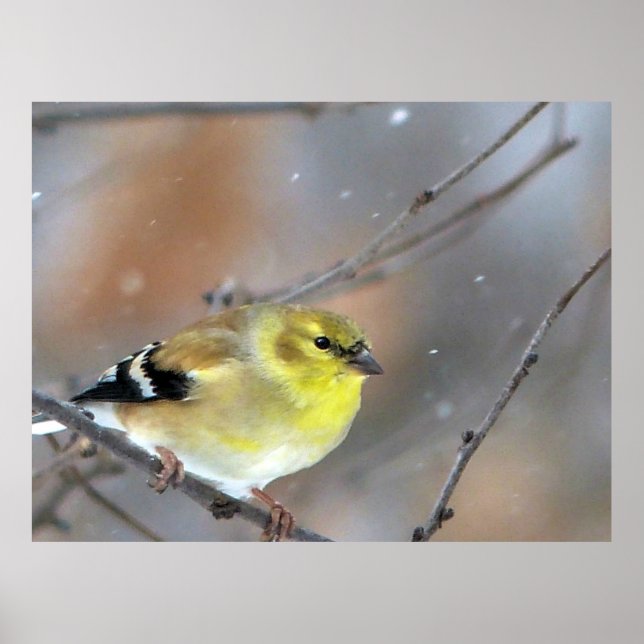 Poster Goldfinch (Frente)