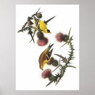 Pôster Goldfinch americano