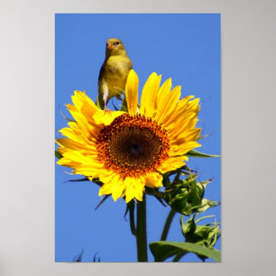 Pôster Goldfinch americano no girassol