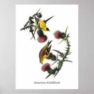 Pôster Goldfinch do americano de Audubon