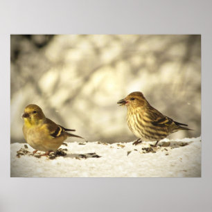 Poster Goldfinch e Pine Siskin