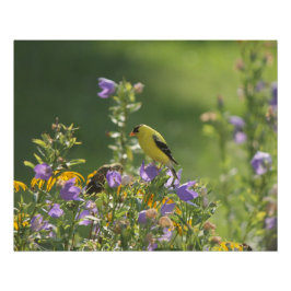 Pôster Goldfinch em uma Flor Harebell
