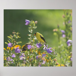 Poster Goldfinch em uma Flor Harebell