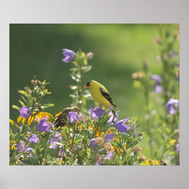 Poster Goldfinch em uma Flor Harebell (Frente)