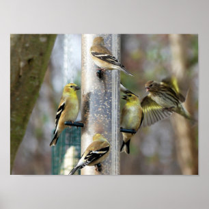 Poster Goldfinches no alimentador