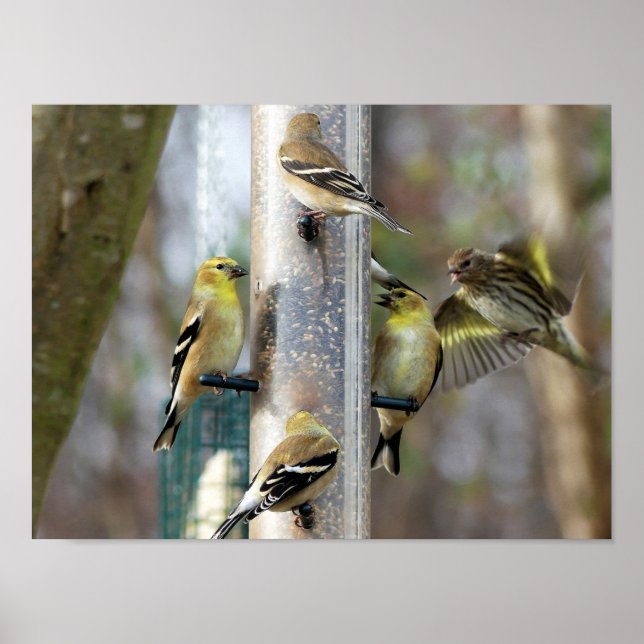 Poster Goldfinches no alimentador (Frente)