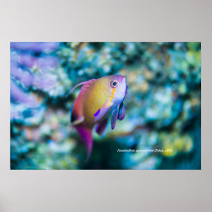 Poster Goldie-do-mar, peixe fofo colorido