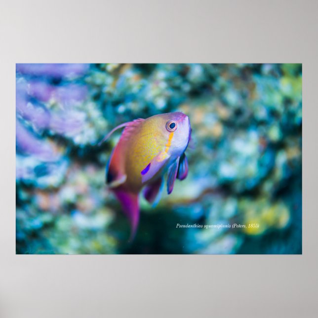 Poster Goldie-do-mar, peixe fofo colorido (Frente)