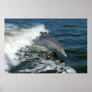 Pôster Golfinho de Bottlenose