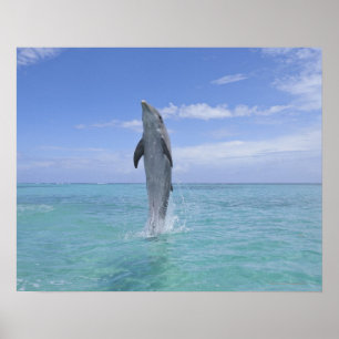 Pôster Golfinho de Bottlenose comum que nada para trás