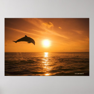 Pôster Golfinho de Bottlenose que salta 2