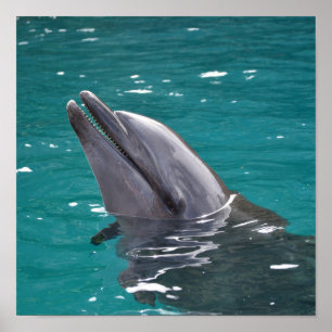 Pôster Golfinho Em Verde