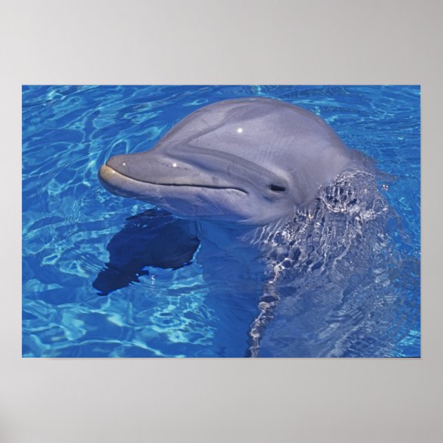 Poster Golfinho Estrangulado, Tursiops Truncatus (Frente)