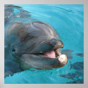 Pôster Golfinho Feliz