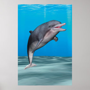 Poster Golfinho Fofo