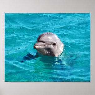 Pôster Golfinho na foto da água azul