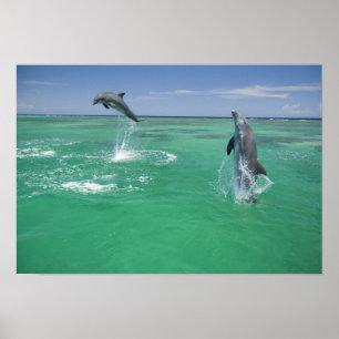 Pôster Golfinho-nariz-de-garrafa Tursiops truncatus