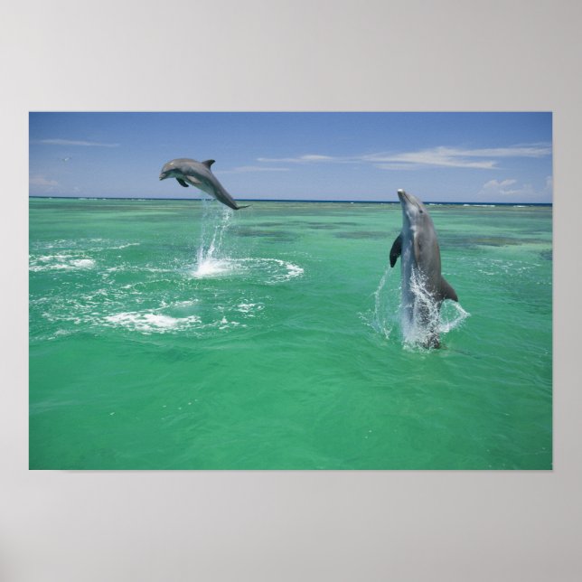 Pôster Golfinho-nariz-de-garrafa Tursiops truncatus (Frente)